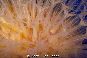 Sun-burst Soft Coral true to its name by Peet J Van Eeden 